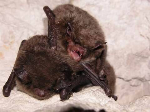 Myotis daubentonii (Kuhl 1817) resmi