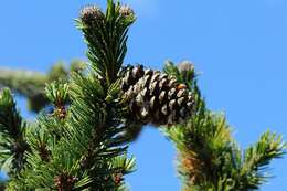 Image of Colorado Bristlecone Pine