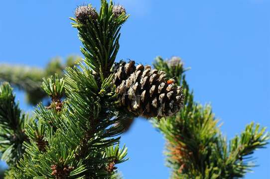 Imagem de Pinus aristata Engelm.