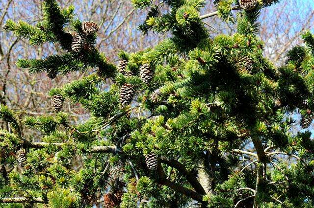 Imagem de Pinus aristata Engelm.