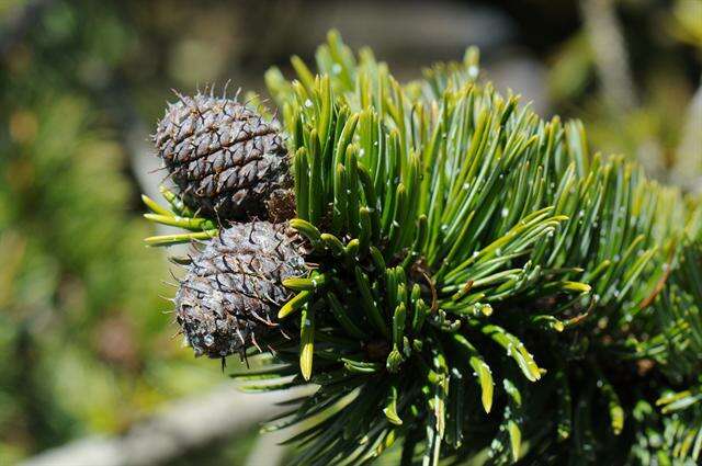 Imagem de Pinus aristata Engelm.