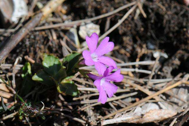 Image of Primula hirsuta All.