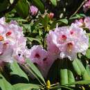 Image of Rhododendron sutchuenense Franch.