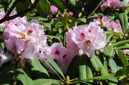 Imagem de Rhododendron sutchuenense Franch.