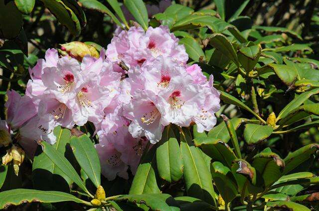 Imagem de Rhododendron sutchuenense Franch.