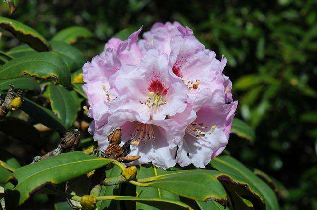 Imagem de Rhododendron sutchuenense Franch.