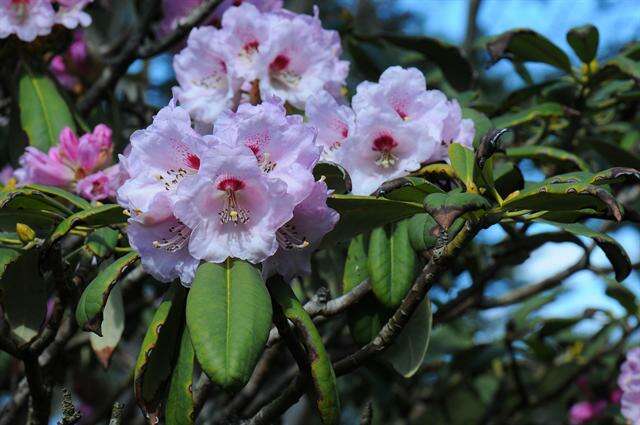 Imagem de Rhododendron sutchuenense Franch.