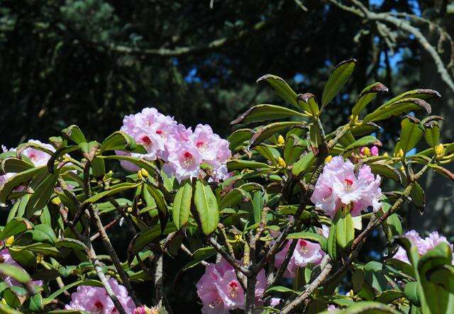 Imagem de Rhododendron sutchuenense Franch.