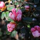 Image of Rhododendron tsariense Cowan