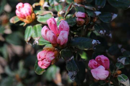 Image of Rhododendron tsariense Cowan