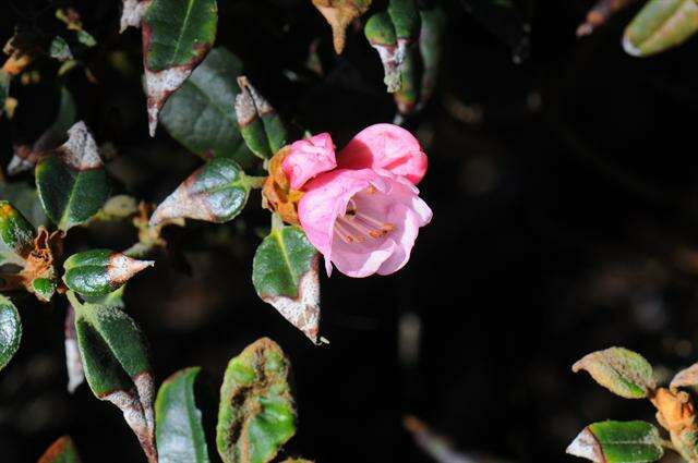 صورة Rhododendron tsariense Cowan