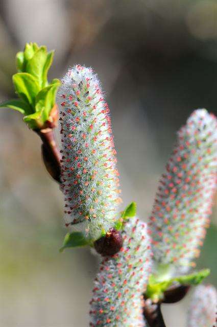 Image of eared willow