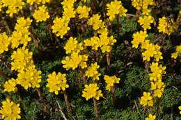 Image of Saxifraga caucasica Somm. & Levier