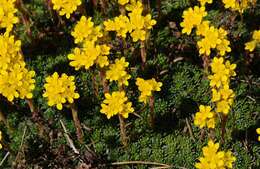 Image of Saxifraga caucasica Somm. & Levier