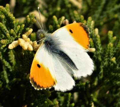 Image of orange tip