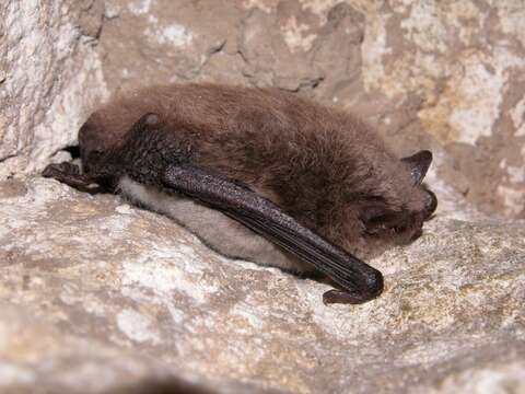 Imagem de Myotis daubentonii (Kuhl 1817)