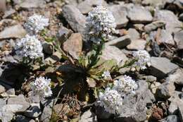 Image de Noccaea bellidifolia (Griseb.) F. K. Mey.