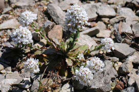 Image of Noccaea bellidifolia (Griseb.) F. K. Mey.