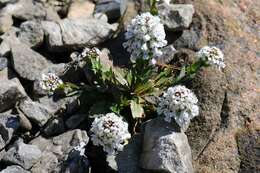 Image de Noccaea bellidifolia (Griseb.) F. K. Mey.