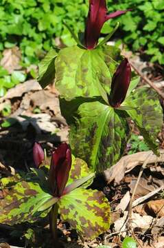 Image of trillium