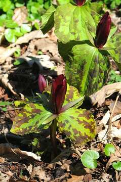 Image of trillium