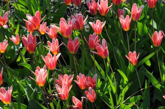 Image of water-lily tulip