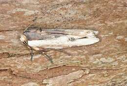 Image of Swordgrass Moths