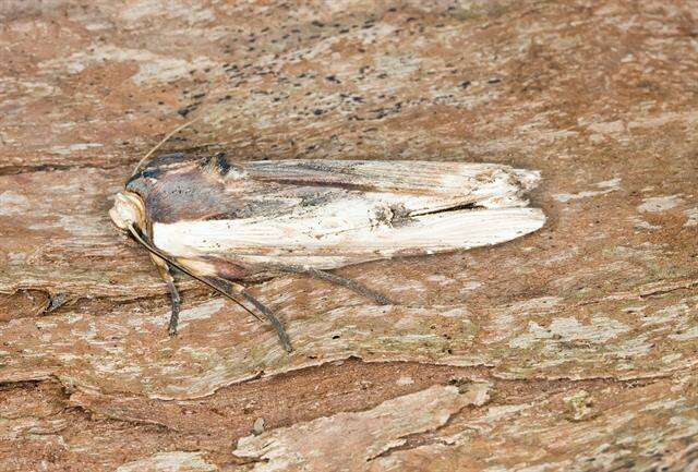 Image of Swordgrass Moths