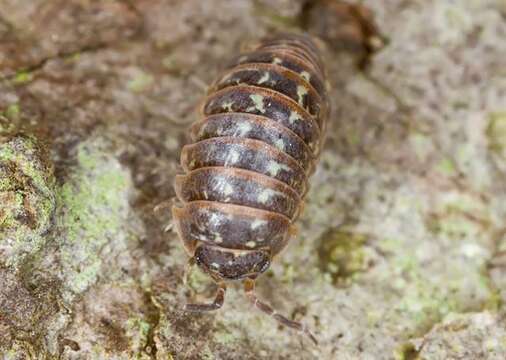 Image of Armadillidium Brandt 1831