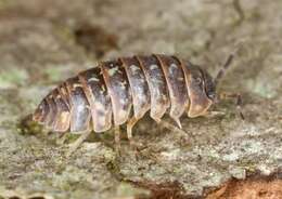 Image of pill bugs