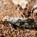 Image of Mottled Corn Moth