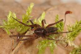 Image of liocranid sac spiders