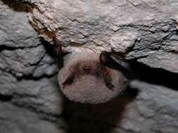 Image of Daubenton's Bat