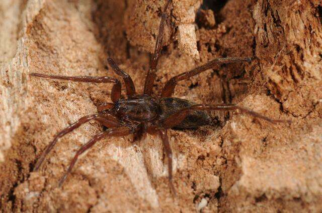 Image of liocranid sac spiders