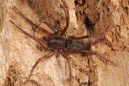 Image of liocranid sac spiders