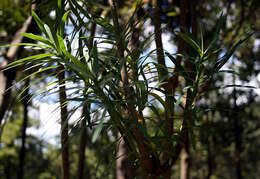 Image of Euphorbia piscatoria Aiton