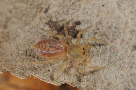 Image of sac spiders