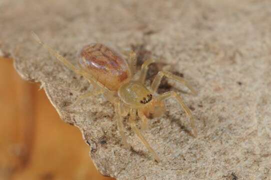 Image of sac spiders