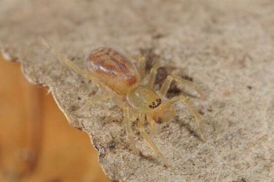 Image of sac spiders