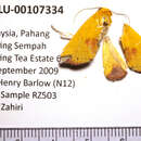 Image of Pseudelydna xanthia Hampson 1902