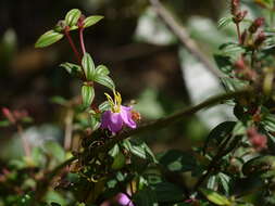 Image of Osbeckia octandra (L.) DC.