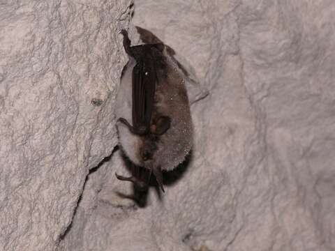 Image of Natterer's Bat