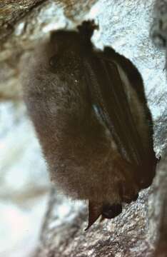 Image of Natterer's Bat