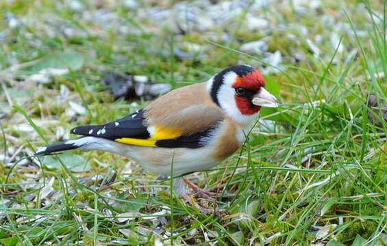 Image of Carduelis Brisson 1760