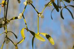 Image of Mistletoe