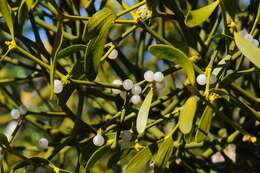 Image of Mistletoe