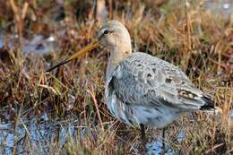 Imagem de Limosa Brisson 1760