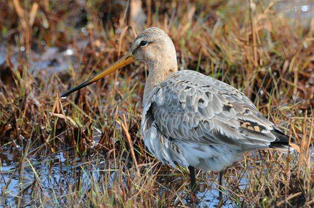 Image of Limosa Brisson 1760