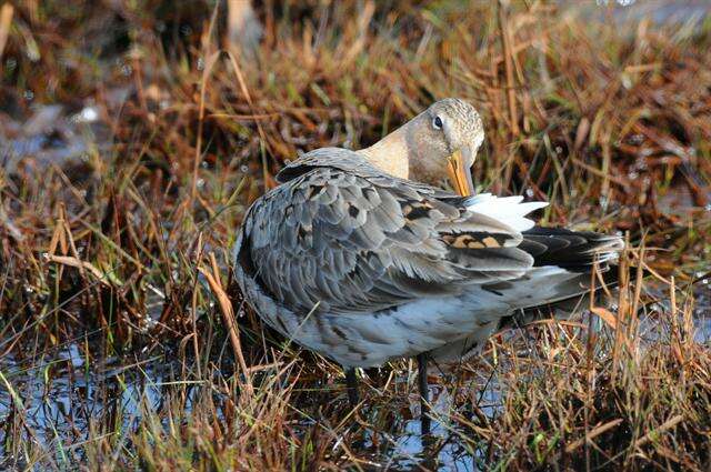 Imagem de Limosa Brisson 1760