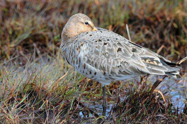 Imagem de Limosa Brisson 1760